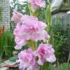 Beautiful Gladiolus