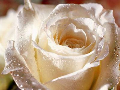 Белая роза (Категория фото: Цветы)