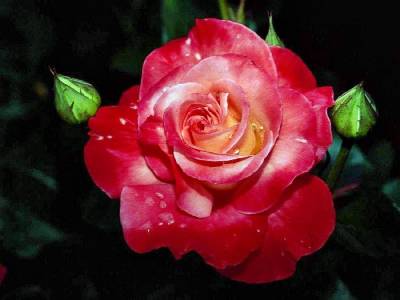 Roses (Категория фото: Цветы)
