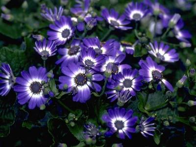 Голубые цветы (Категория фото: Цветы)