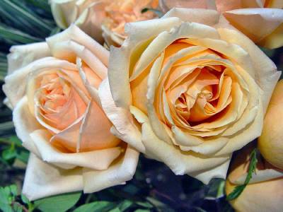 Чайные розы (Категория фото: Цветы)