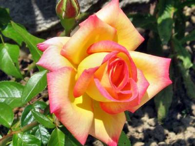 Желтая роза с оттенками розового (Категория фото: Цветы)