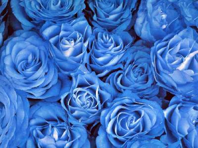 Синие розы (Категория фото: Цветы)
