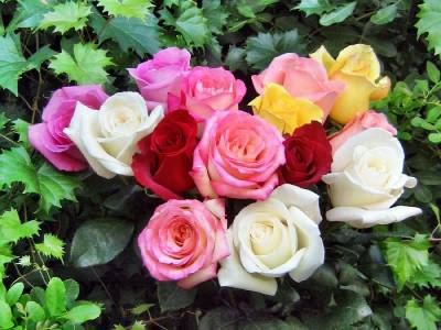 Букет из разных Роз (Категория фото: Цветы)