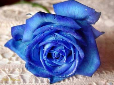 Синяя роза (Категория фото: Цветы)