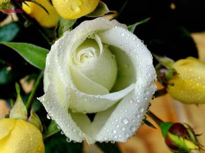White Rose (Категория фото: Цветы)
