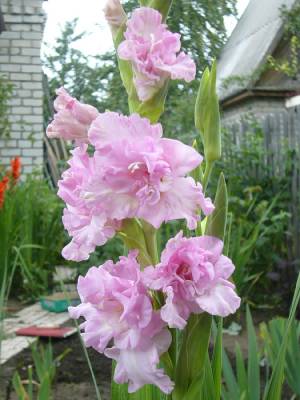 Beautiful Gladiolus (Категория фото: Цветы)