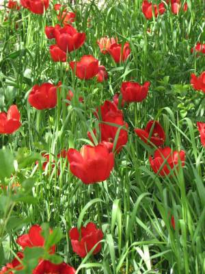 Тюльпаны (Категория фото: Цветы)