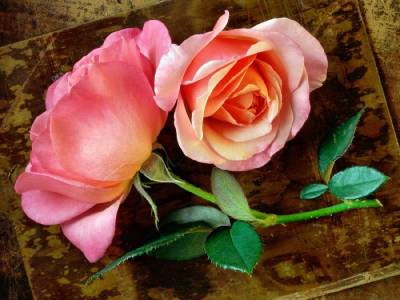 Pink roses (Категория фото: Цветы)