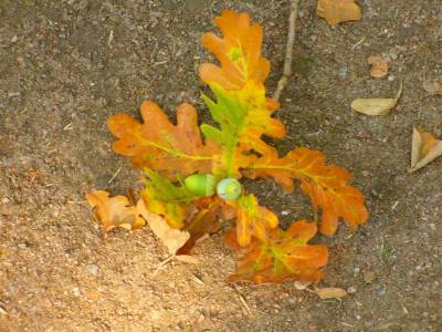 Опавший листок (Категория фото: Природа)