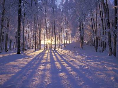 Зимний лес (Категория фото: Природа)