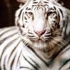 Белый тигр (Животные)
