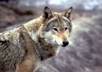 Волк (Категория фото: Животные)