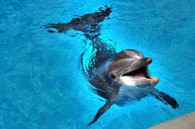 Дельфин (Категория фото: Животные)