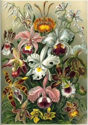 Орхидея (Категория фото: Рисунки)