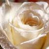 Белая роза (Цветы)