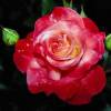 Roses (Цветы)