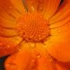 Оранжевый цветок (Цветы)