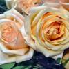 Чайные розы (Цветы)