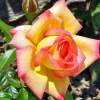 Желтая роза с оттенками розового