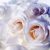 Белые розы (Цветы)