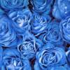 Синие розы (Цветы)