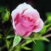 Одинокая розовая роза (Цветы)