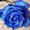 Синяя роза (Цветы)