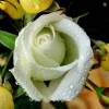 White Rose (Цветы)