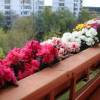 Цветы на балконе (Цветы)