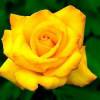 Жёлтая роза (Цветы)