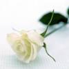 Красивая белая роза (Цветы)
