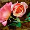 Pink roses (Цветы)