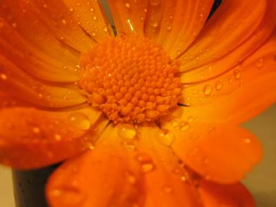Оранжевый цветок (Категория фото: Цветы)