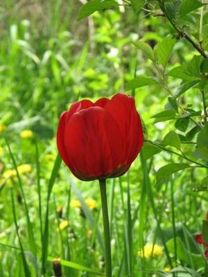Тюльпан (Категория фото: Цветы)