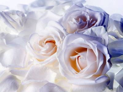 Белые розы (Категория фото: Цветы)