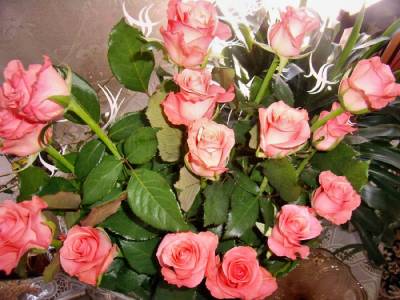Розовые розы (Категория фото: Цветы)