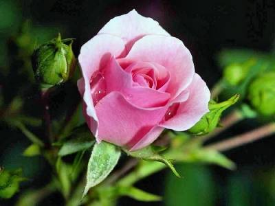 Одинокая розовая роза (Категория фото: Цветы)