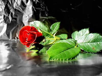 Red Rose (Категория фото: Цветы)