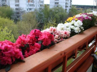 Цветы на балконе (Категория фото: Цветы)