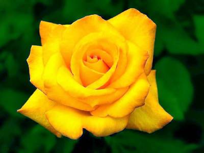 Жёлтая роза (Категория фото: Цветы)