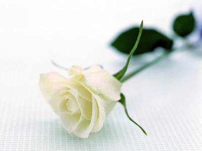 Красивая белая роза (Категория фото: Цветы)
