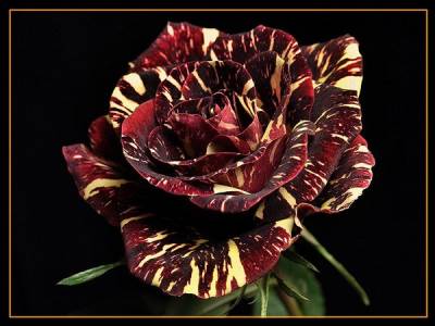 Эксклюзивная роза (Категория фото: Цветы)