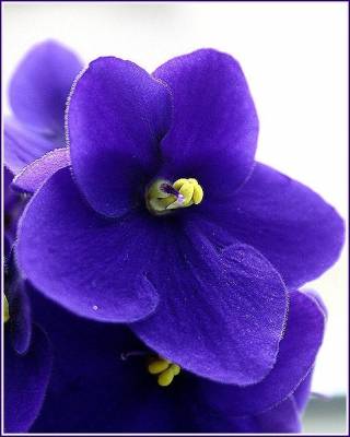 Голубой цветок (Категория фото: Цветы)