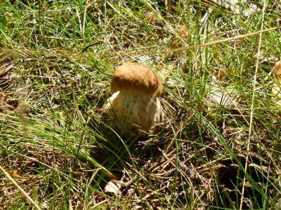 Белый гриб (Категория фото: Природа)