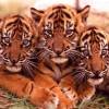 Тигрята (Животные)