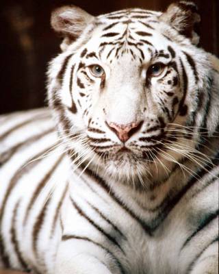 Белый тигр (Категория фото: Животные)