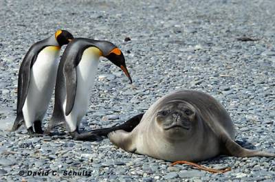 Пингвины (Категория фото: Животные)
