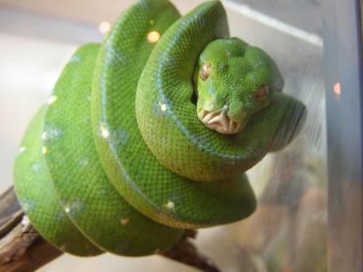 Змея (Категория фото: Животные)