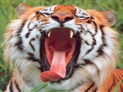 Тигр (Категория фото: Животные)